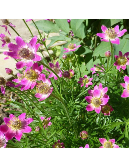 Zawilec wielosieczny Rubra Anemone multifida