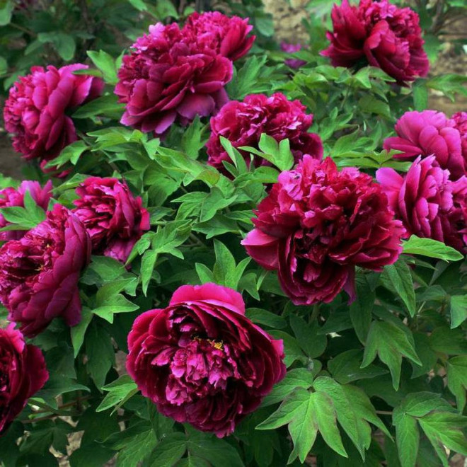 Piwonia krzewiasta Paeonia Shou An Hong