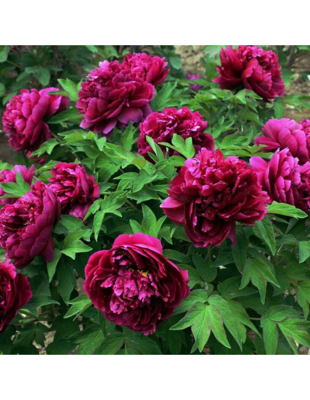 Piwonia krzewiasta Paeonia Shou An Hong