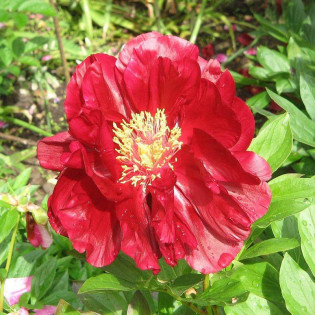 Piwonia krzewiasta Shimazu Beni Paeonia