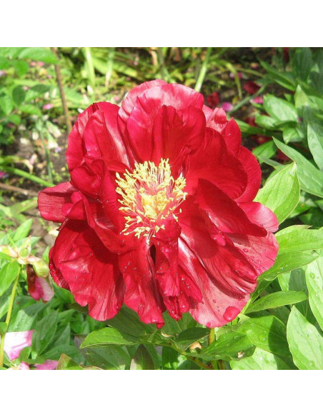 Piwonia krzewiasta Shimazu Beni Paeonia