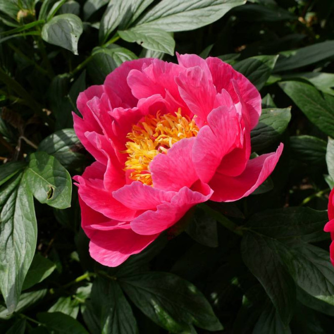 Shimazu Beni Paeonia Piwonia krzewiasta