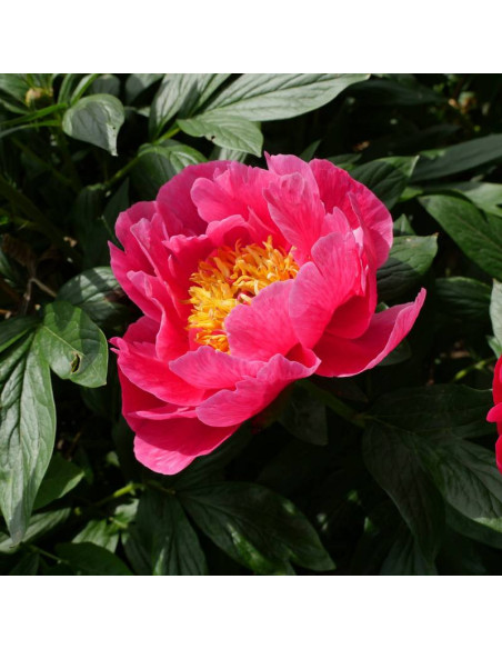 Shimazu Beni Paeonia Piwonia krzewiasta