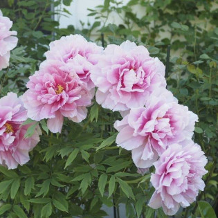 Piwonia krzewiasta Shimano-fuji Paeonia