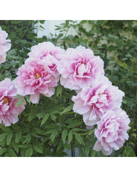 Piwonia krzewiasta Shimano-fuji Paeonia