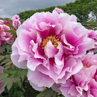 Piwonia krzewiasta Shimano-fuji Paeonia 2