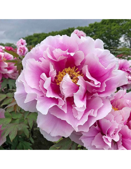 Shimano-fuji Paeonia Piwonia krzewiasta