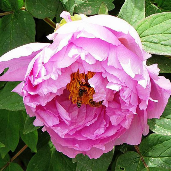 Piwonia krzewiasta Paeonia Shimano-fuji