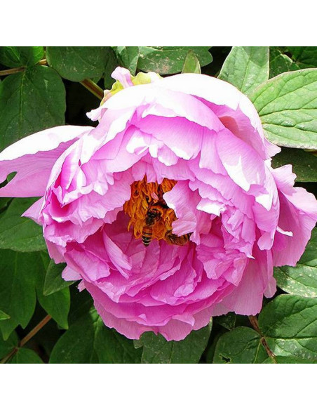 Piwonia krzewiasta Paeonia Shimano-fuji