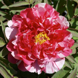 Shima-nishiki Paeonia Piwonia krzewiasta