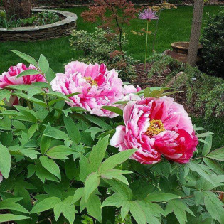 Shima-nishiki Paeonia Piwonia krzewiasta 2