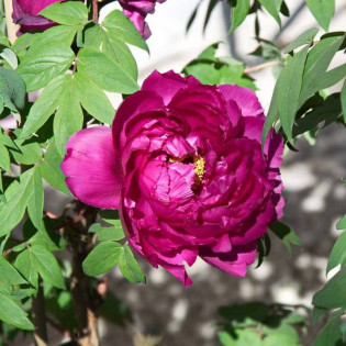 Piwonia krzewiasta Shima-daijin Paeonia