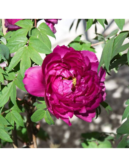 Piwonia krzewiasta Shima-daijin Paeonia