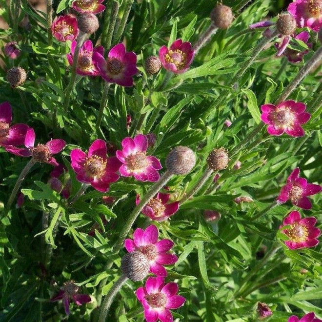 Rubra Zawilec wielosieczny Anemone multifida