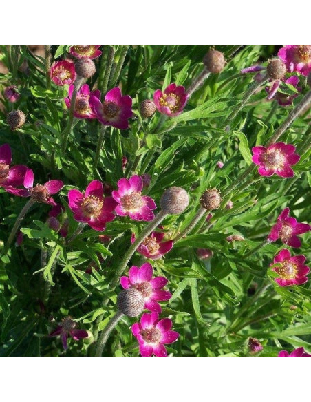 Rubra Zawilec wielosieczny Anemone multifida