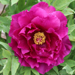 Piwonia krzewiasta Shima-daijin Paeonia 2