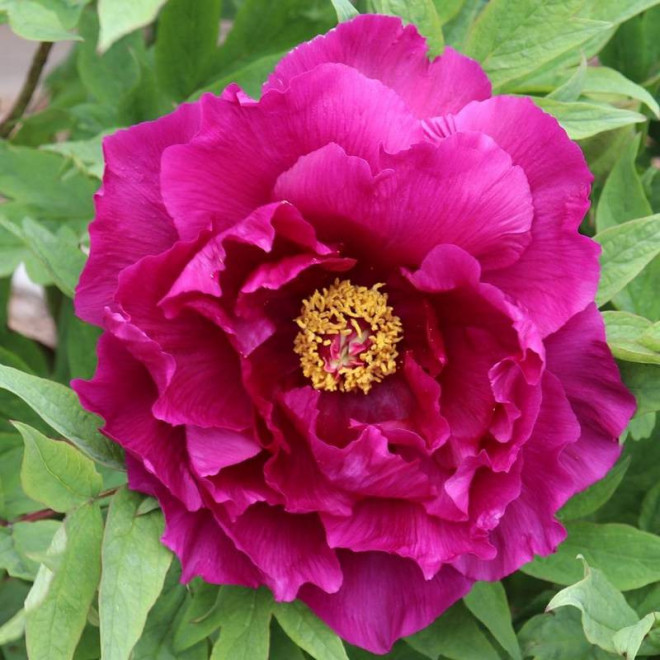 Shima-daijin Paeonia Piwonia krzewiasta