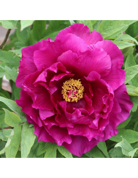 Shima-daijin Paeonia Piwonia krzewiasta