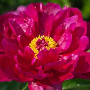 Piwonia krzewiasta Shikou Paeonia