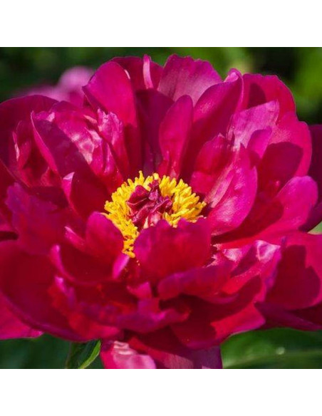 Piwonia krzewiasta Shikou Paeonia