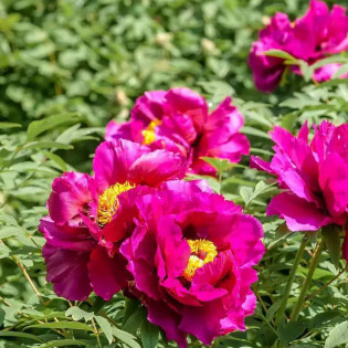 Piwonia krzewiasta Shikou Paeonia 2