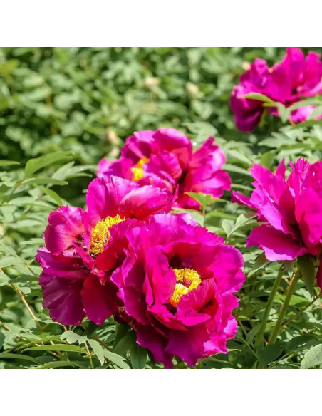 Shikou Paeonia Piwonia krzewiasta