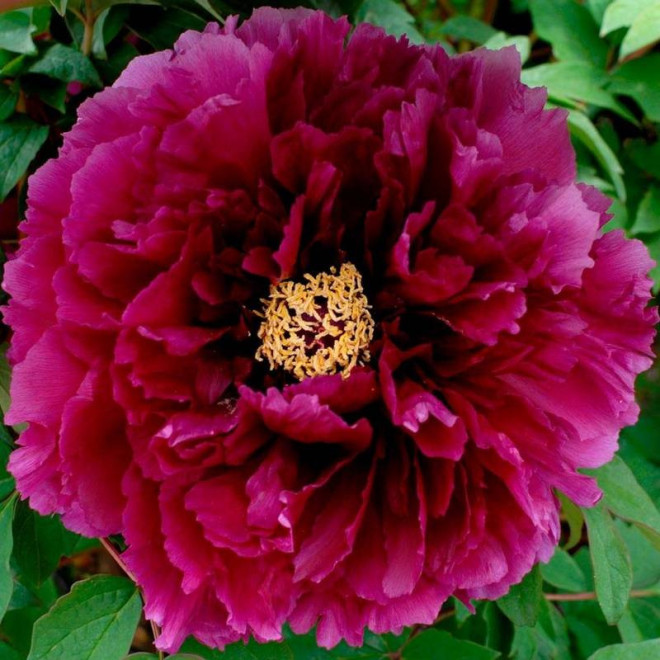 Shikou Piwonia Krzewiasta Paeonia