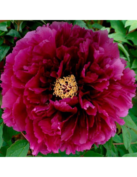 Shikou Piwonia Krzewiasta Paeonia