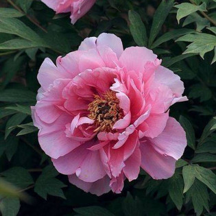 Piwonia krzewiasta Seidai Paeonia