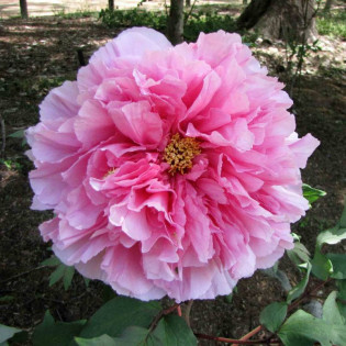 Piwonia krzewiasta Seidai Paeonia 2