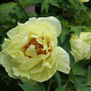 Oukan Paeonia Piwonia krzewiasta