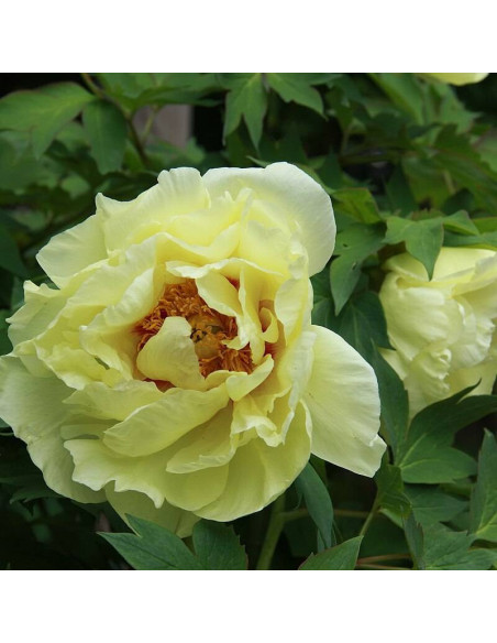 Oukan Paeonia Piwonia krzewiasta
