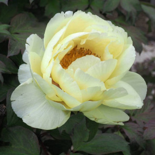 Oukan Paeonia Piwonia krzewiasta 2
