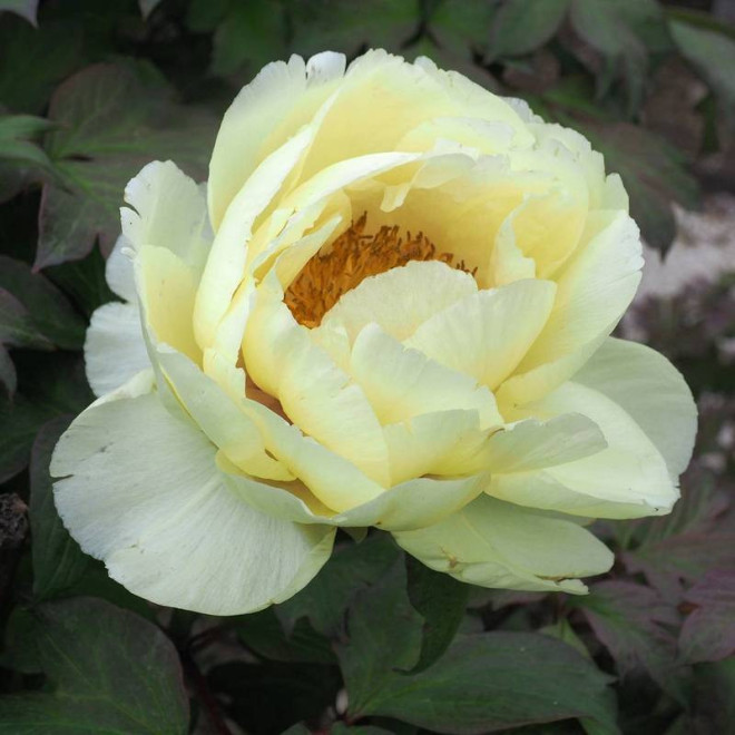 Piwonia krzewiasta Oukan Paeonia