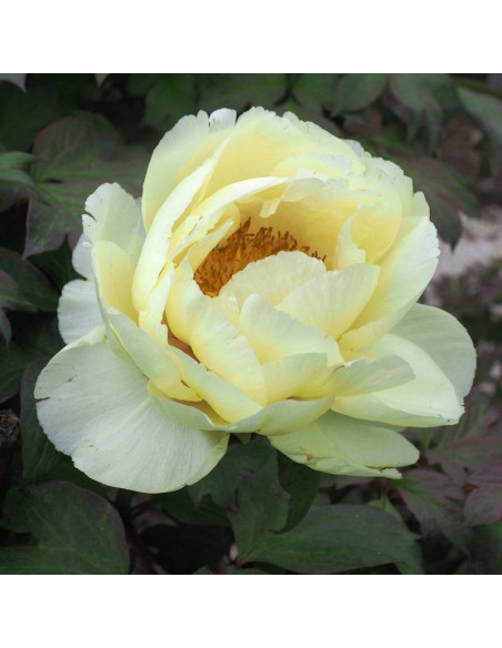 Piwonia krzewiasta Oukan Paeonia