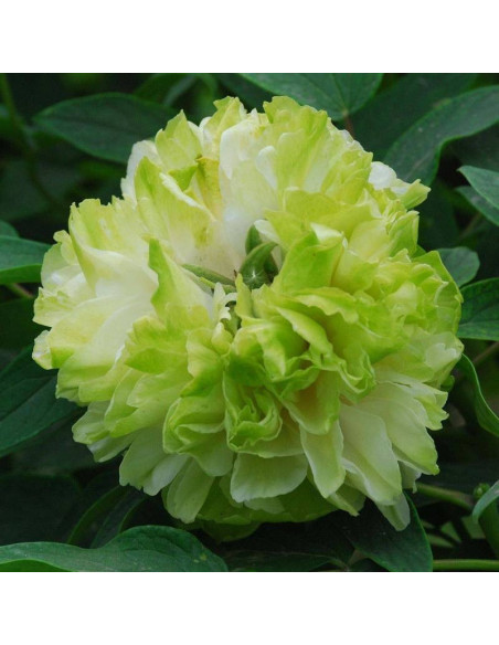 Lu Mu Ying Yu Paeonia Piwonia krzewiasta