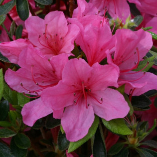 Azalia japońska Madame van Hecke Rhododendron obtusum
