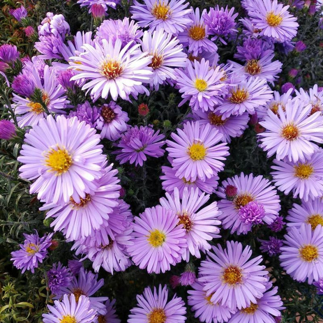 Aster krzaczasty Marjorie Aster dumosus