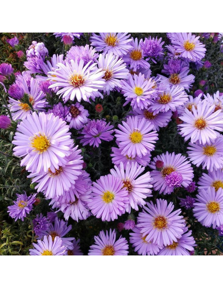 Aster krzaczasty Marjorie Aster dumosus