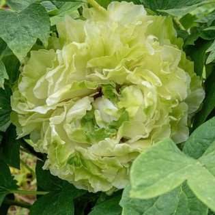 Lu Mu Ying Yu Paeonia Piwonia krzewiasta 2