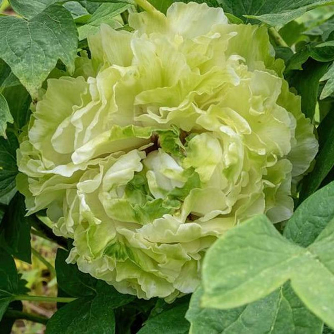 Piwonia krzewiasta Lu Mu Ying Yu Paeonia