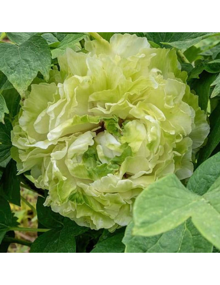 Piwonia krzewiasta Lu Mu Ying Yu Paeonia