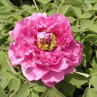 Ling Hua Zhan Lu Paeonia Piwonia krzewiasta