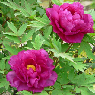 Ling Hua Zhan Lu Paeonia Piwonia krzewiasta 2