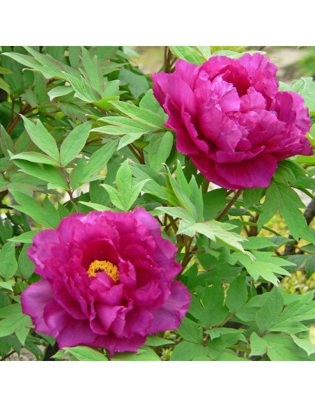 Piwonia krzewiasta Ling Hua Zhan Lu Paeonia