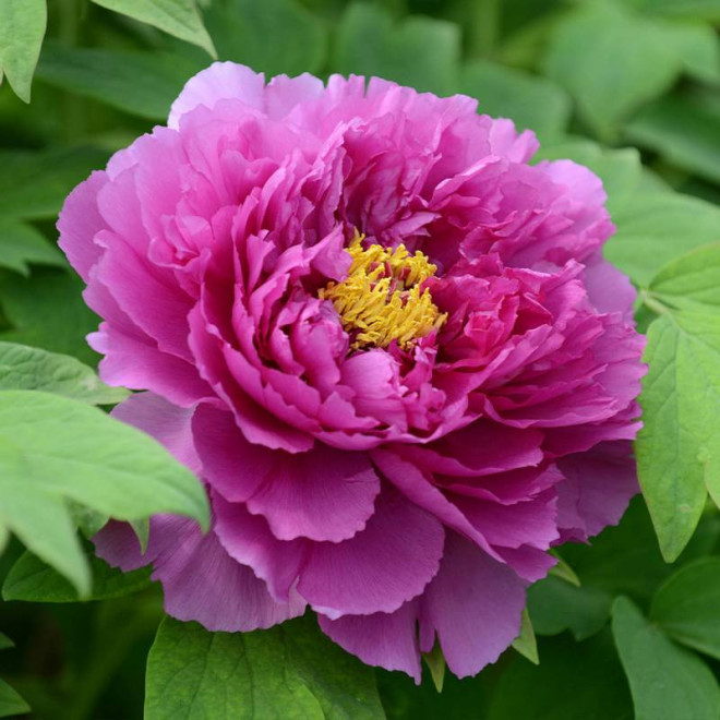 Piwonia krzewiasta Paeonia Ling Hua Zhan Lu