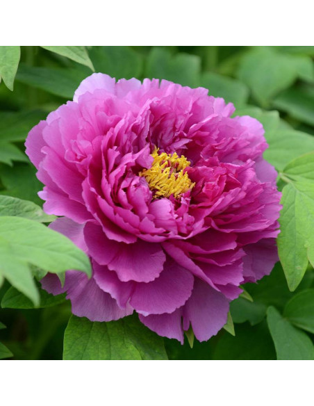 Piwonia krzewiasta Paeonia Ling Hua Zhan Lu