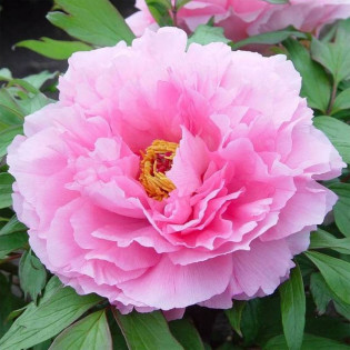 Piwonia krzewiasta Zi Yun Kui Paeonia