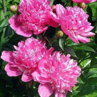 Piwonia krzewiasta Kao Paeonia