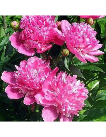 Piwonia krzewiasta Kao Paeonia